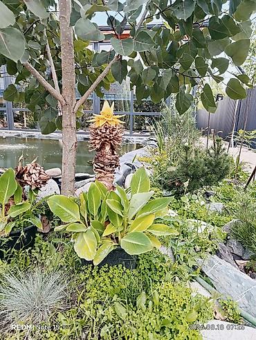 шелк ткань: Бананы В розницу — 1