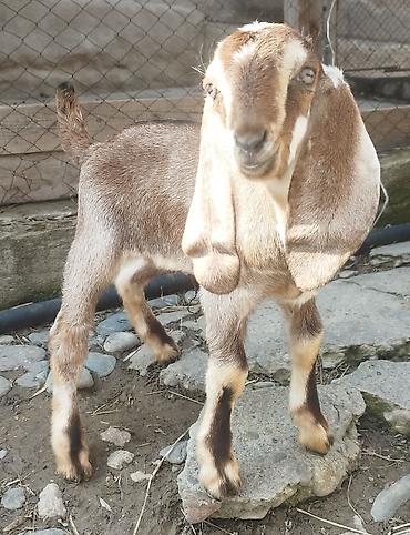 Козы, козлы: Продаю | Коза (самка), Козёл (самец), Козлёнок | Битал | Для разведения — 8