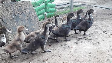 Утки: Musk ördəyi balaları (indo ducklings) – qarışıq rənglərdə sürü — 2