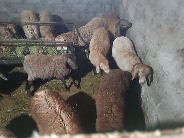 Продам с/х животных: Продаю | Ягненок — 1