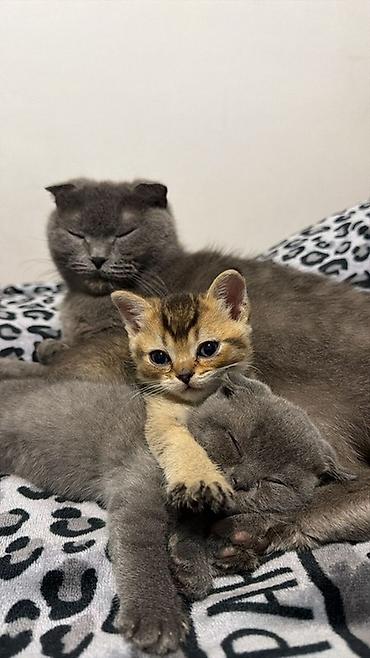 фенек цена: Скотиш Фолд (Шотландская вислоухая), 6 месяцев, Мальчик, Золотая шиншилла, Приучена к лотку — 3