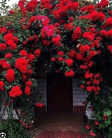 Роза: Садовые розы (кустарниковые/чайно-гибридные, множество сортов) - — 10