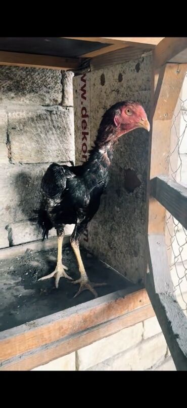 Xoruzlar: Məhsul: Uzunboyun, möhkəm ayaqlı, sərt bədən quruluşlu döyüş tipli — 2