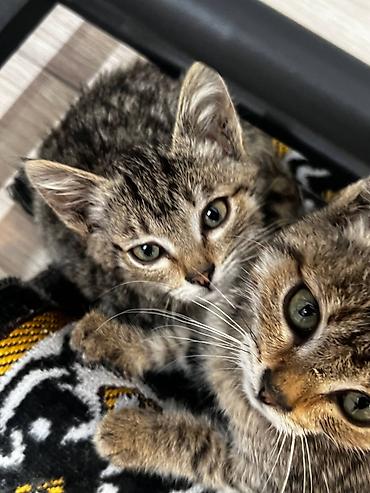 в добрые руки котята: Кошка даром: Беспородная, 1 месяц, Мальчик, Приучена к лотку — 1