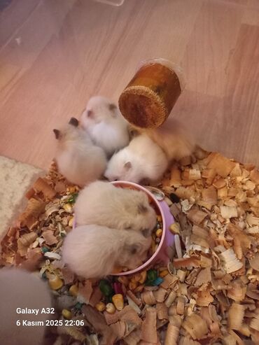 где продаются кошки: Sevimli hemsterlar nadir uzun tuklu olurlar böyüyəndə cinsi erkey və