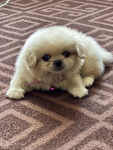 cins ineklerin satisi 2018: Pekines, Erkək, Pulsuz çatdırılma — 3