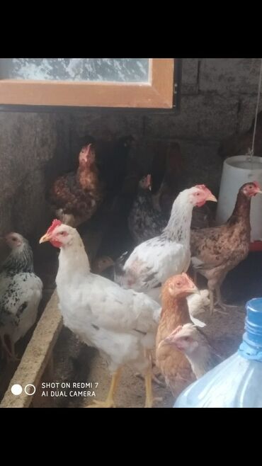 sort toyuq: Toyuq, Yumurtalıq