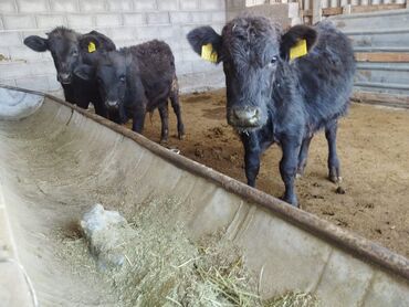 среднеазиатская овчарка купить: Продаю | Бык (самец), Музоо, торпок | Абердин-ангус | Искусственник