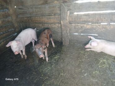 в какой приют можно отдать собаку: Продаю | Поросенок