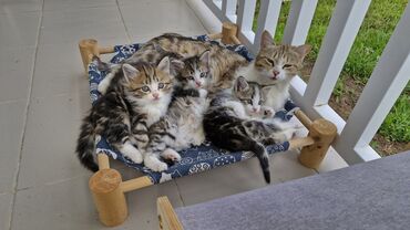 отдам кота я его боюсь: Кошка даром: Бенгальская, 2 месяца, Девочка, Метис, Приучена к лотку