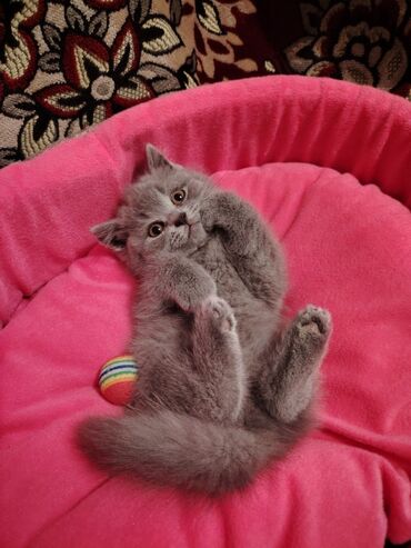 Pişiklər: Erkək, Dişi, Yaxşı əllərə, Rayonlara çatdırılma, Ünvandan götürmə, Ödənişli çatdırılma — 8