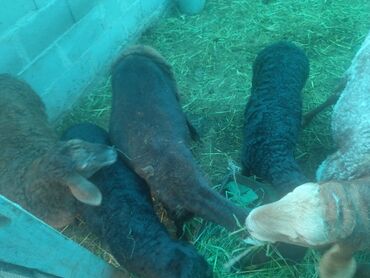 козы для молока: Продаю | Овца (самка), Ягненок, Баран (самец) | Гиссарская, Арашан | На забой, Для разведения