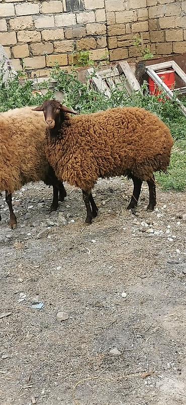 südlük inek satilir: Qoyunlar – yerli cins, qəhvəyi rəngli - Say: 2 baş 2 dişi Qala — 6