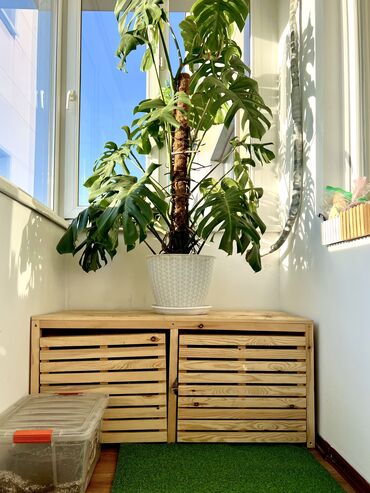 Другие комнатные растения: Комплект садовой мебели, Дерево