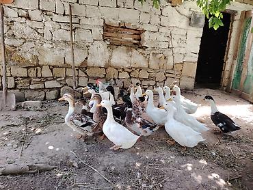 quşlar: Tam sağlam damazlıq və kəsimə yararlı səsli ördəklər satılır. 15 — 2