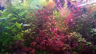 Животные: Akvarium bitkiləri və balıqlar