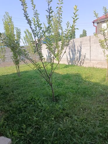 Продажа домов: Дом, 100 м², 4 комнаты, Собственник, Евроремонт — 2