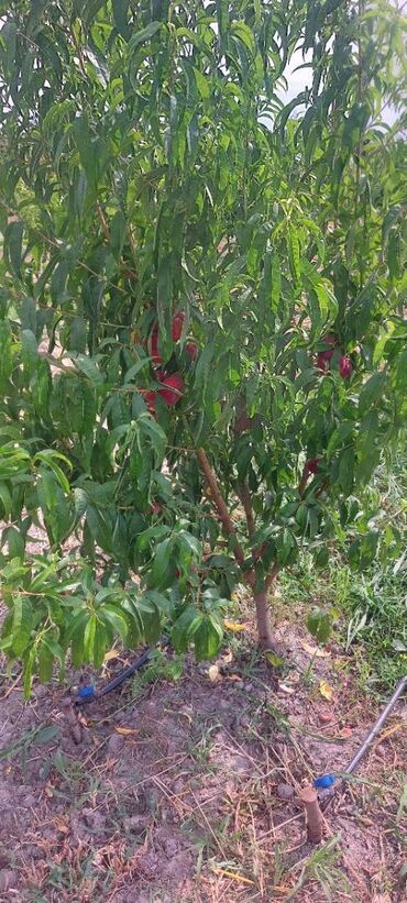 Torpaq sahələrinin satışı: 400 sot, Kənd təsərrüfatı, Mülkiyyətçi, Kupça (Çıxarış) — 13