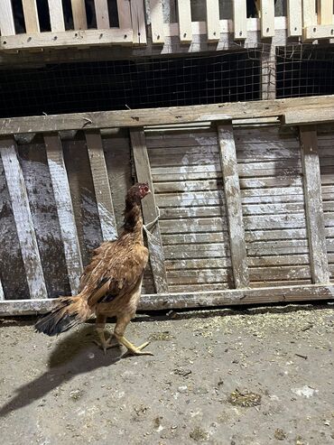 Toyuqlar: Toyuq, Damazlıq, Ünvandan götürmə -da lalafo.az — 1 Toyuqlar: Toyuq, Damazlıq, Ünvandan götürmə — 1