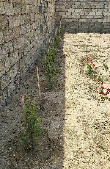 türkanda ev: 12 sot, Mülkiyyətçi, Kupça (Çıxarış) — 2
