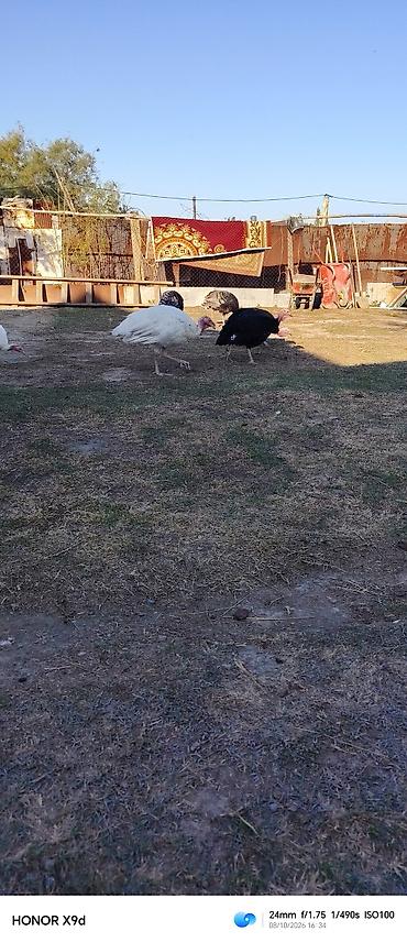 avstralop xoruz: Hindusqa satılır xoruz 55 fereler 35 tam sağlam bütün vaksinleri — 1