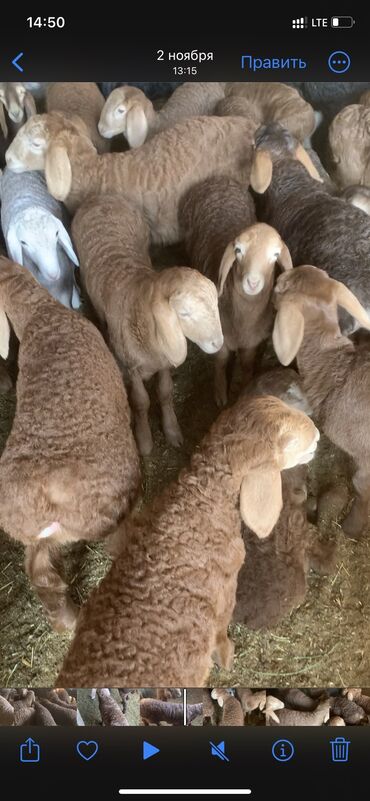 Бараны, овцы: Продаю | Ягненок | Арашан | Для разведения | Племенные at lalafo.kg — 9 Бараны, овцы: Продаю | Ягненок | Арашан | Для разведения | Племенные — 9