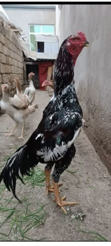 cins ineklerin qiymeti: Xoruz, Heyratı, il: 2, Ödənişli çatdırılma