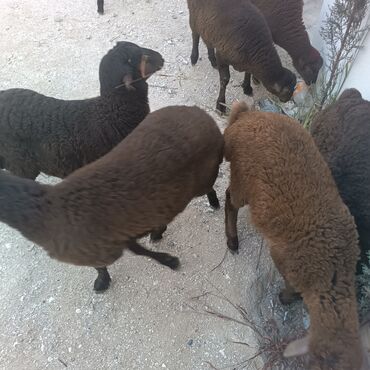 Quzu: Salam hervaxdız xeyir saxlamlıq quzularm cxdı satqa isdiyen elaqe — 18