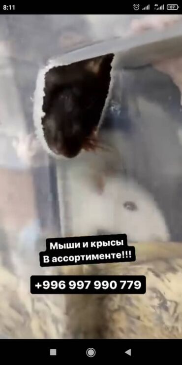 мышь: Мыши и крысы — в ассортименте. Описание: - Домашние декоративные