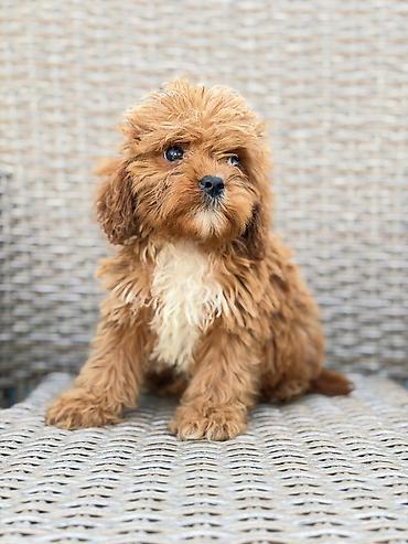 Psi: Cavapoo-Kavapu (cavalier king charles spaniel + pudla) Cavapoo, u — 3