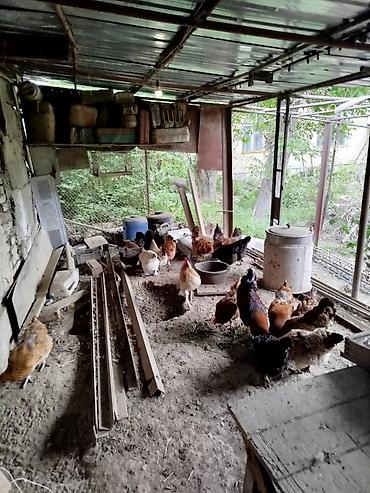 Продажа квартир: 4 комнаты, 72 м² — 19