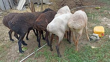 кошка манас: Продаю | Овца (самка) | Эдильбаевская | На забой | Матка — 10