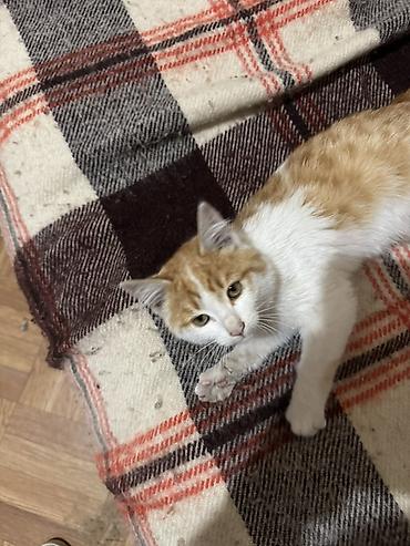 Отдам даром кошку: Кошка даром: Беспородная, 3 месяца, Мальчик, Приучена к лотку — 4