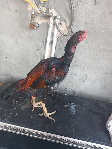 mal bazari az: 5 aylık hayvandır temas fen xoruzu bana dusub cıtmeye gelıb zehmet — 1