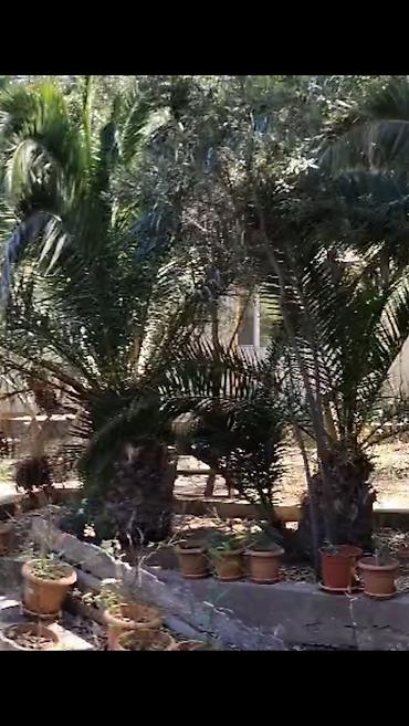 Bağ evlərinin satışı: Nardaran. Sea Breezele uz-beuz 44 sot, 6 dene ev (ayrica), 11 otag — 9