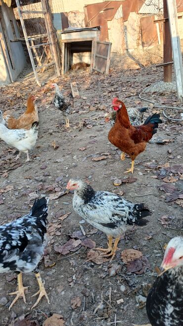 Toyuqlar: Toyuqlar və xoruzlar satılır. Şəkillərdə iri və orta çəkili toyuq və — 9