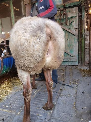 Баран, овца: Продаю | Овца (самка) | Для разведения | Матка — 8