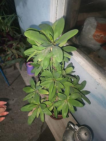 молочай гранта: Комнатное растение — молочай Милла (Euphorbia milii), декоративный — 4