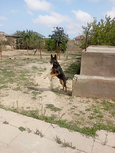 alman afcarkasi satilir: Alman çoban iti, 1 il, Dişi, Peyvəndli — 2