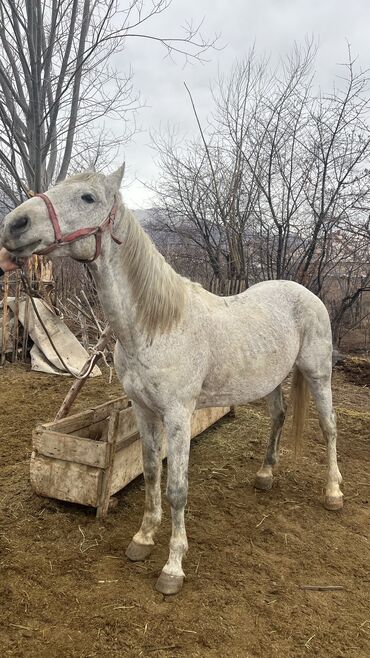 Лошади, кони: Продаю | Жеребенок | Конный спорт