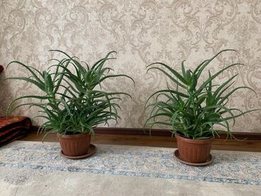 поролон 10 см цена бишкек: Алоэ вера в горшках цена за один куст - Крупные, кустистые растения