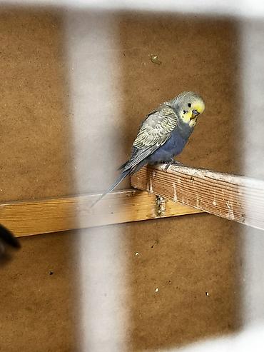 Животные: Волнистые попугаи (budgerigar) различных окрасов. Описание: - — 10