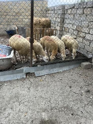 Qoyunlar, qoçlar: Beyləqan cinsi Damazlıg 4 disi 1 erkət toglu ünvan musviqabad qəsəbəsi — 3