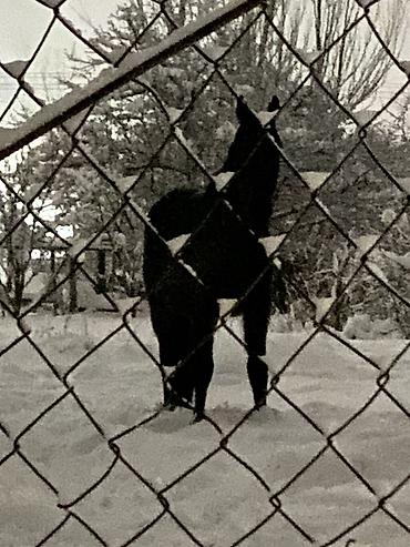 Лошади, кони: Продаю | Кобыла (самка) | Полукровка, Английская | Для разведения, Конный спорт — 5