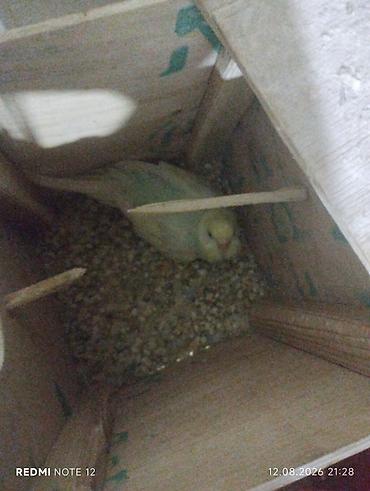qefes satisi: Dalmatin və mavi tonlarda iki cüt dalğıç (hulland) büdcə papuqayı — 3