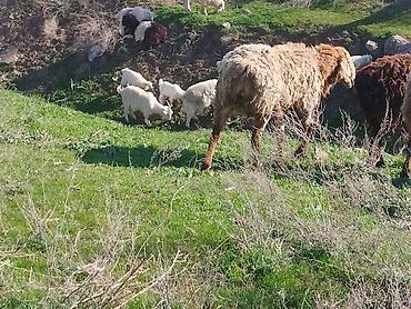 Козы, козлы: Продаю | Козёл (самец) | Для разведения | Племенные — 9