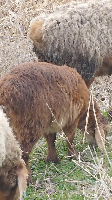 Баран, овца: Продаю | Ягненок | На забой — 1