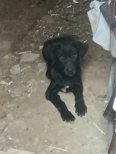 pitbul itleri: Labrador qara rengli 3 aylıq erkekdi ünvan Bakı savxoz Ramana — 2