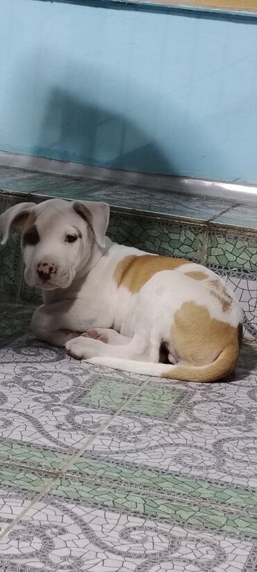 it ucun paltar: Pitbul, 2 ay, Erkek
