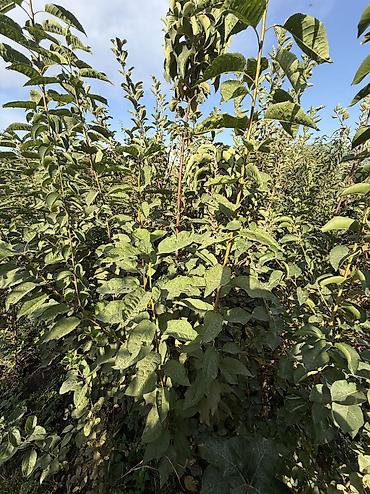 Вишня: 🌱🍎 КАЛИРОВАННЫЕ САЖЕНЦЫ ПЛОДОВЫХ ДЕРЕВЬЕВ В ПРОДАЖЕ! 🍎🌱 Опыт -40 лет — 8